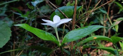 Coffea benghalensis, photographed by T R Shankar Raman