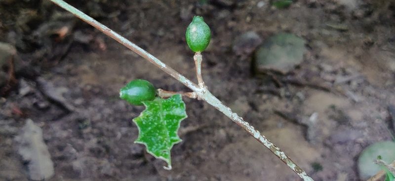 Coffea benghalensis, photographed by T R Shankar Raman