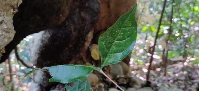Coffea benghalensis, photographed by T R Shankar Raman