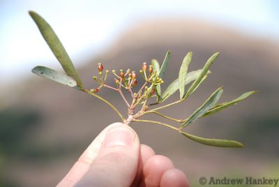 Neocussonia bojeri, photographed by Andrew Hankey