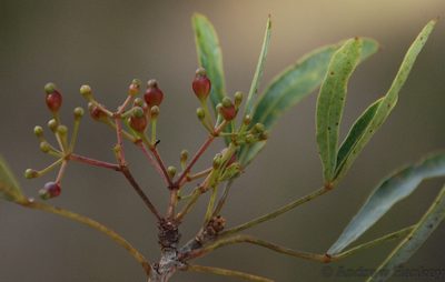 Neocussonia bojeri, photographed by Andrew Hankey