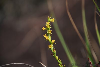 Cynorkis cinnabarina, photographed by Andrew Hankey