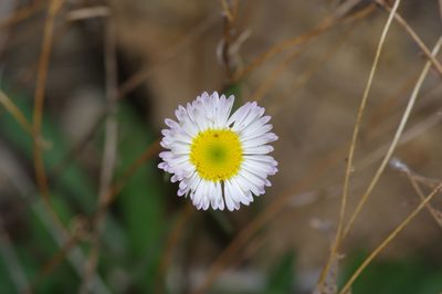 Erigeron modestus, photographed by Michelle W. （鍾偉瑋）