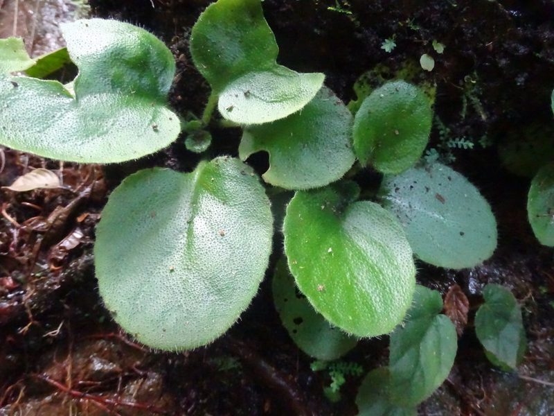 Primulina dryas, photographed by Toby Y