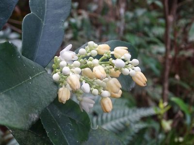 Staphylea arguta, photographed by Toby Y