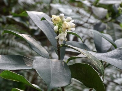 Staphylea arguta, photographed by Toby Y