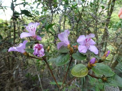 Rhododendron farrerae, photographed by Toby Y
