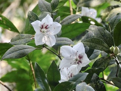 Rhododendron hongkongense, photographed by Toby Y