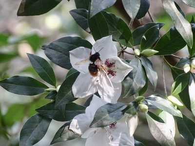 Rhododendron hongkongense, photographed by Toby Y
