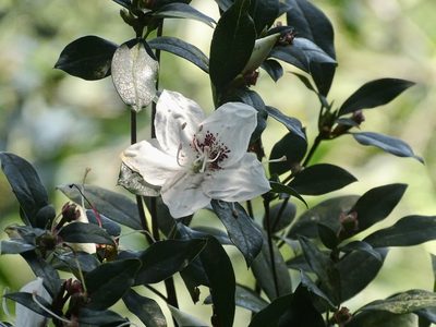 Rhododendron hongkongense, photographed by Toby Y