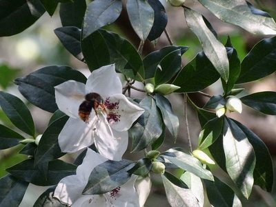 Rhododendron hongkongense, photographed by Toby Y