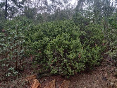 Arctostaphylos pallida, photographed by Alexander Wentworth