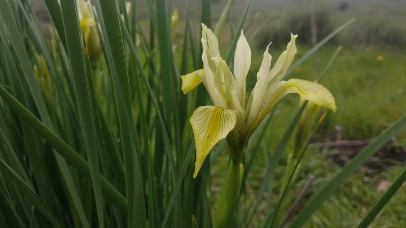Iris grant-duffii, photographed by Udi Oron אודי אורון