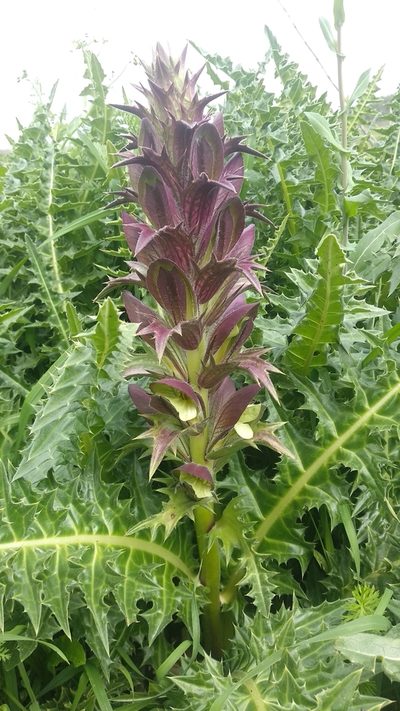 Acanthus hirsutus, photographed by Udi Oron אודי אורון