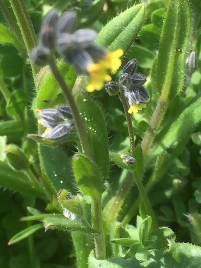 Myosotis persoonii, photographed by Andre Hosper
