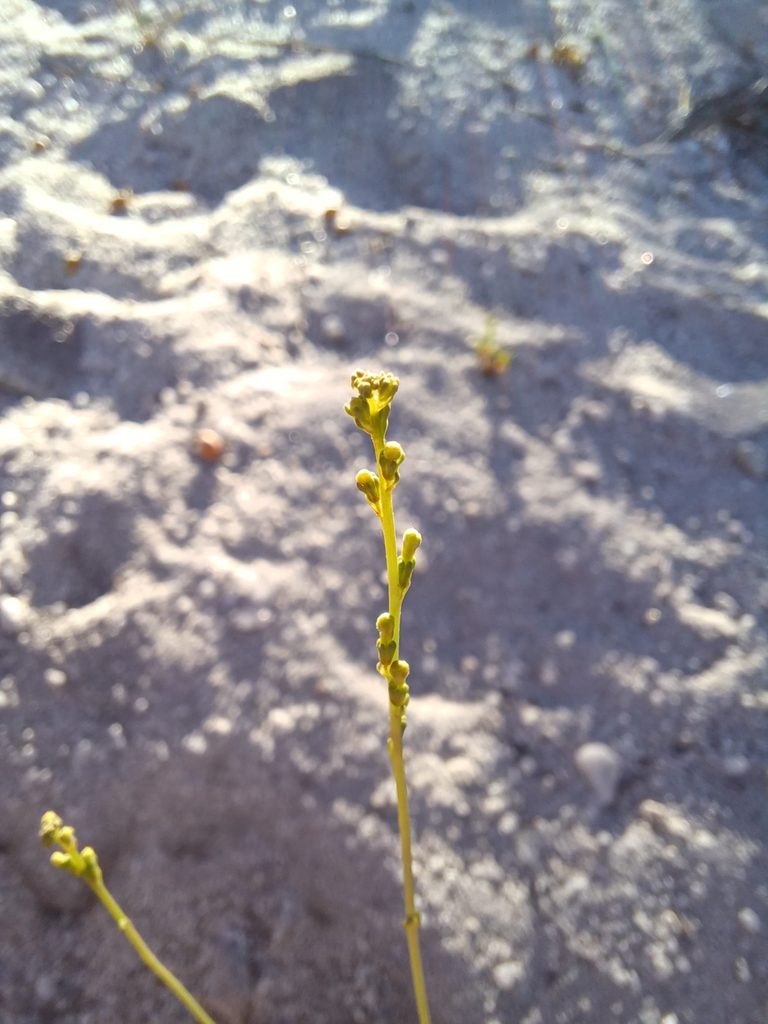 Manulea multispicata, photographed by Danie Palm