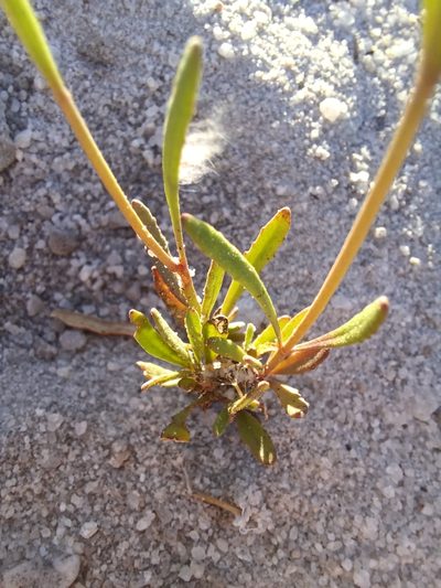 Manulea multispicata, photographed by Danie Palm