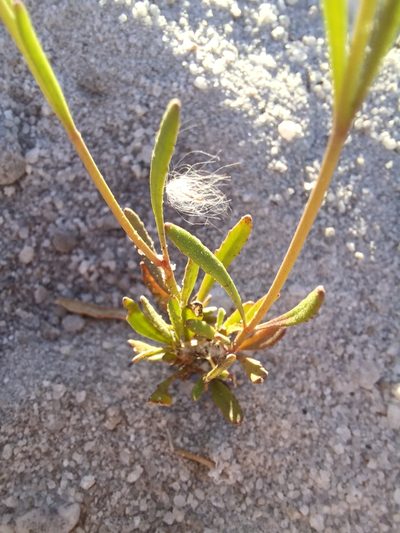 Manulea multispicata, photographed by Danie Palm