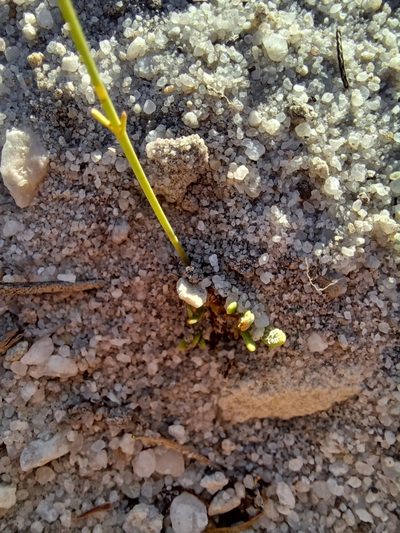 Manulea multispicata, photographed by Danie Palm