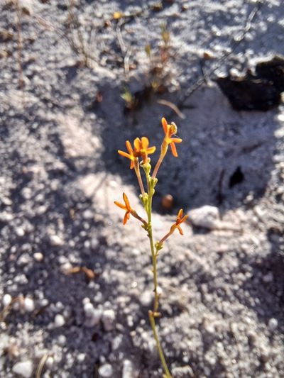 Manulea multispicata, photographed by Danie Palm