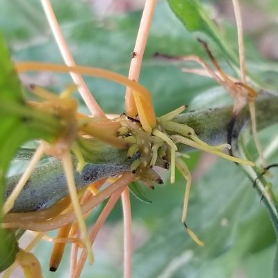Cuscuta subinclusa, photographed by James C. Davis