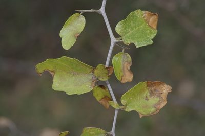 Celtis pallida, photographed by Michelle W. （鍾偉瑋）