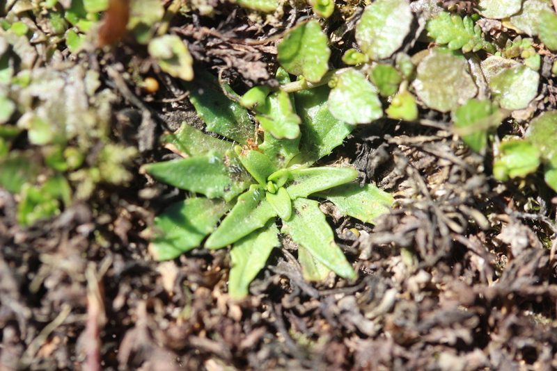 Plantago triandra, photographed by Joe Dillon
