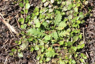 Leptinella dioica, photographed by Joe Dillon