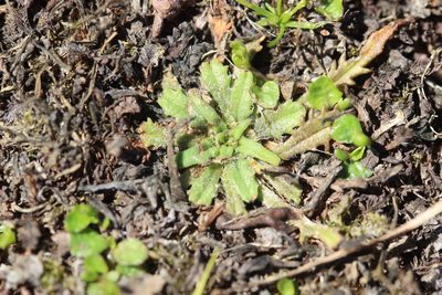 Plantago triandra, photographed by Joe Dillon