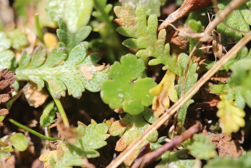 Hydrocotyle microphylla, photographed by Joe Dillon