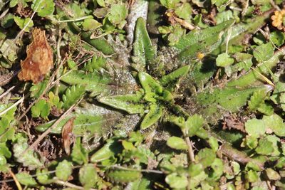 Plantago triandra, photographed by Joe Dillon