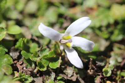Lobelia perpusilla, photographed by Joe Dillon