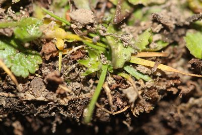 Colobanthus muelleri, photographed by Joe Dillon