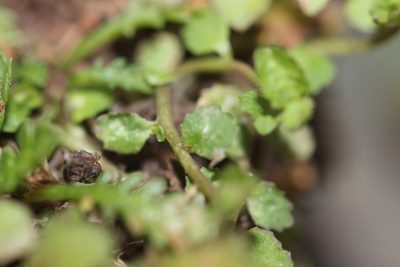 Lobelia perpusilla, photographed by Joe Dillon