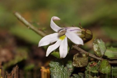 Lobelia perpusilla, photographed by Joe Dillon