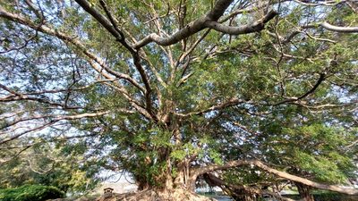 Ficus microcarpa, photographed by 葉子