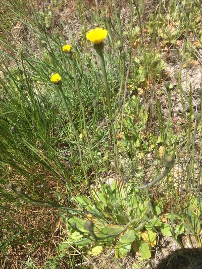 Arnoseris minima, photographed by Andre Hosper
