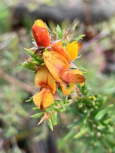 Phyllota squarrosa, photographed by Guy Taseski