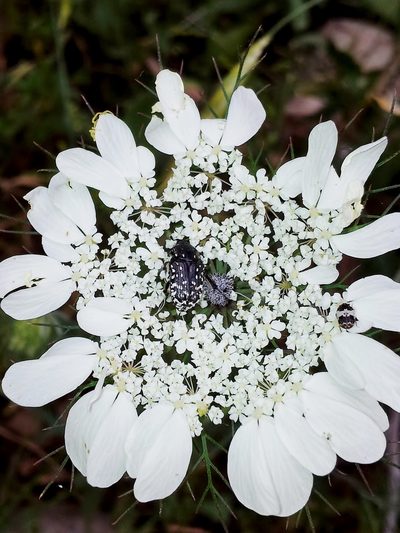 Artedia squamata, photographed by Nasser Halaweh