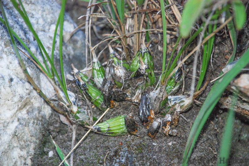 Eulophia macra, photographed by Andrew Hankey