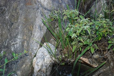 Eulophia macra, photographed by Andrew Hankey