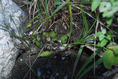 Eulophia macra, photographed by Andrew Hankey