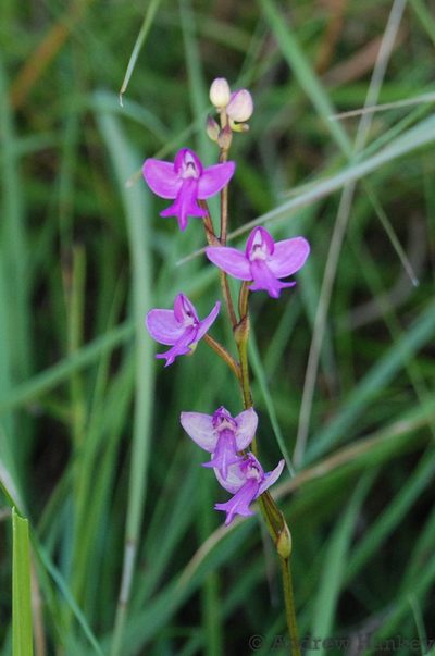 Cynorkis purpurea, photographed by Andrew Hankey
