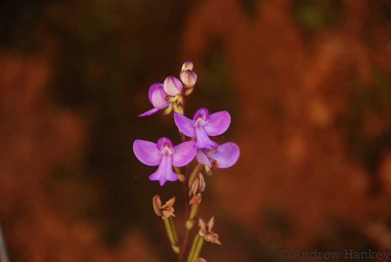 Cynorkis purpurea, photographed by Andrew Hankey