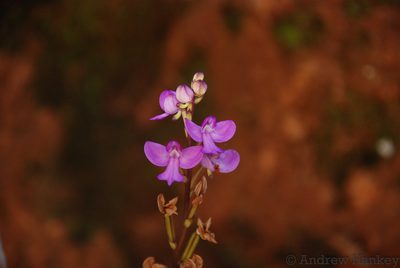 Cynorkis purpurea, photographed by Andrew Hankey