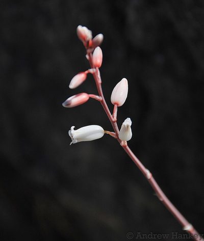 Aloe calcairophila, photographed by Andrew Hankey