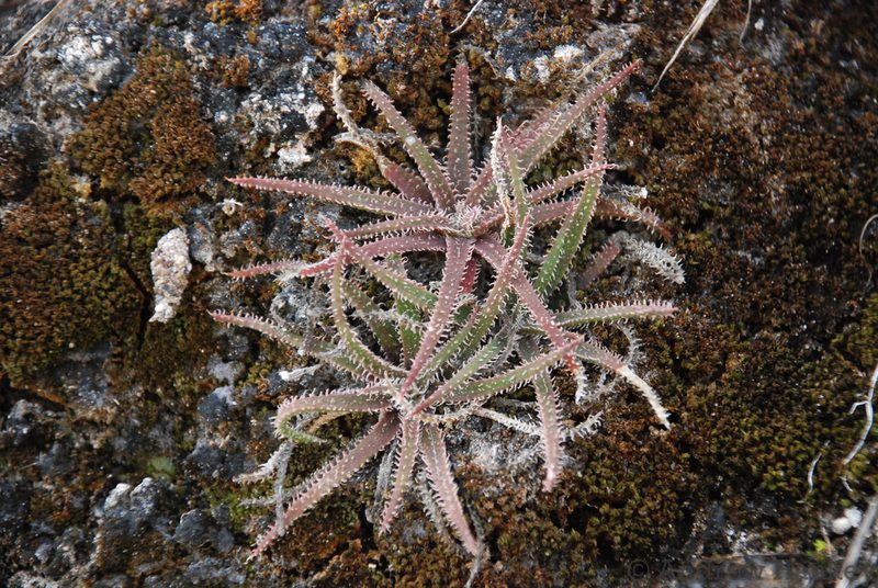 Aloe droseroides, photographed by Andrew Hankey