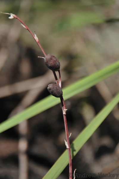 Aloe droseroides, photographed by Andrew Hankey