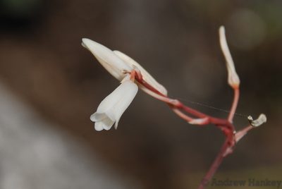Aloe droseroides, photographed by Andrew Hankey