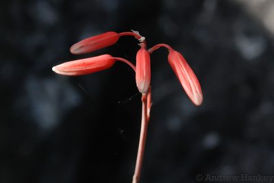 Aloe inexpectata, photographed by Andrew Hankey